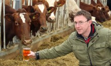 Organic dairy herd enjoy a tipple to ward off infections