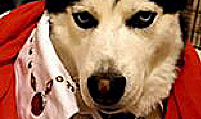Virtual dog show raises vital funds for hospice