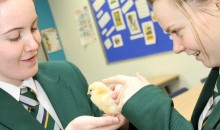 Tiny arrivals ruffle feathers at a North East school